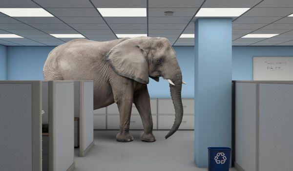 An elephant walking through an office